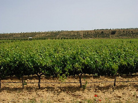 Our Vineyards