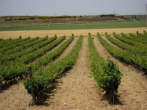 Our Vineyards